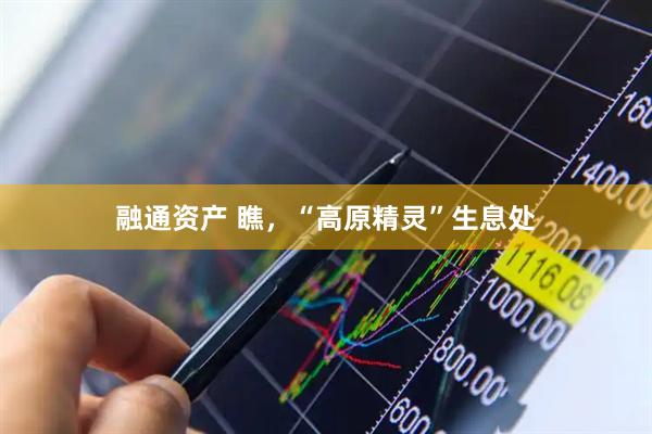 融通资产 瞧,“高原精灵”生息处